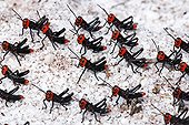 Soldier Grasshoppers (Chromacris speciosa) - Espirito Santo Brazil