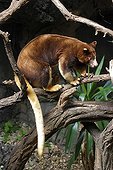 Matschie's tree-kangaroo on a branch