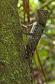 Dusky Earless Agama on a trunk - Gunung Mulu NP Bornéo