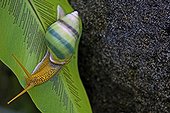 Snail on leaf - Sepilok Borneo Malaysia
