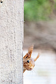 Apparition d'un Ecureuil roux derriere un mur