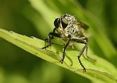 Robber fly on a leaf - France