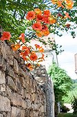 Bignonia sur un mur de vieilles pierres