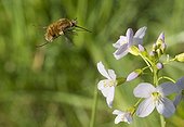 Bee fly in a flight to Cuckoo flower - France 