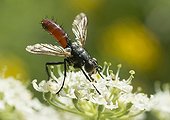 Tachinid licking nectar from a Hogweed - France