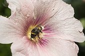 Bourdon couvert de pollen dans une Rose trémière - France