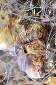 Comber in a fishing net - Mediterranean Sea Spain
