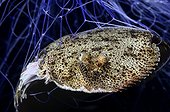 Flat fish in a fishing net - Mediterranean Sea Spain