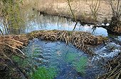 European Beaver dam on a backwater of the river Ain - France