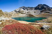 Blueberry in autumn color and lake Jovet - Alpes France 