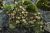 Cup Lichen on rock - Plan de Tuéda Alpes France ; Thallus with secondary podétions funnel and primary thallus small scales of lichen on rock<br>Elevation: 1800 m 