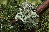 Lichen Pseudevernia on Spruce - Plan de Tuéda Alpes France ; Lichen thallus strips formed on the needles of a spruce<br>Elevation: 1800 m 
