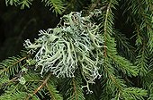 Lichen Pseudevernia on Spruce - Plan de Tuéda Alpes France ; Lichen thallus strips formed on the needles of a spruce<br>Elevation: 1800 m 