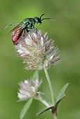 Ruby-tailed Wasp on flower Clover - Northern Vosges France