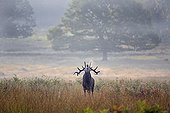 Red Deer stag bellowing during rut - Richmond Park UK
