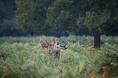 Red Deer stag bellowing during rut - Richmond Park UK