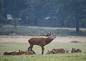 Red Deer stag bellowing during rut - Richmond Park UK