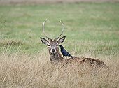 Red Deer young stag with attendant - Richmond Park UK ; searching for ticks