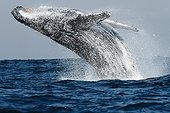 Humpback whale jumping out of water  in South Africa ; Humpback whales travel along the Mozambic Canal to have a rest in the Indian Ocean before coming back to Antarctica.
