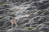 Cape Eland in the fynbos - Table Mountain South Africa 