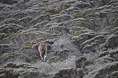 Cape Eland in the fynbos - Table Mountain South Africa 