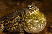 Crapaud chantant sur la berge - La Ruvubu Burundi