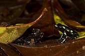 Green and black dart-poison frog - Barro Colorado Panama 
