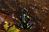 Green and black dart-poison frog - Barro Colorado Panama 