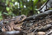 Marine Toad undergrowth - Barro Colorado Panama 