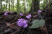 Black poui flowers undergrowth - Barro Colorado Panama 