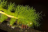 Moth caterpillar - Barro Colorado Panama 