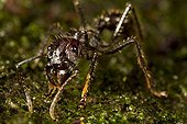 Bullet ant undergrowth - Barro Colorado Panama 