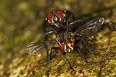 Tachinid flies mating - Barro Colorado Panama  ; These flies accompany army ants to deposit their larvae on cockroaches and other grasshoppers fleeing.