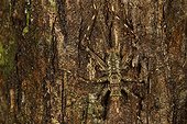 Tropical cricket on bark - Barro Colorado Panama