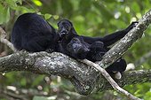 Mantled Howler Monkey and young - Barro Colorado Panama