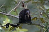 Mantled Howler Monkey and young - Barro Colorado Panama