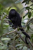 Mantled Howler Monkey and young - Barro Colorado Panama
