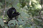 Mantled Howler Monkey eating - Barro Colorado Panama