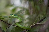 Green vine snake undergrowth - Barro Colorado Panama