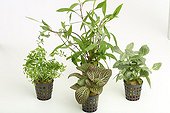 Aquarium plants and terrarium pot on white background  ; Ludwigia Needle Leaf - Giant Hygrophila 'Thaïland' - mosaic plant