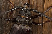 Portrait of Longhorn Beetle on bark - Barro Colorado Panama