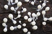 Mushrooms in the undergrowth - Barro Colorado Panama