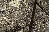 Leaf decomposition in forest - Barro Colorado Panama