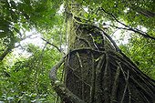 Undergrowth of tropical forest - Barro Colorado Panama