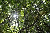 Undergrowth of tropical forest - Barro Colorado Panama