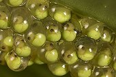 Red eyed tree frog eggs - Barro Colorado Panama