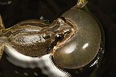 Pacific Tree Frog (Pseudacris regilla) singing - Conboy Lake Washington USA