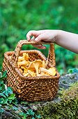Harvest of chantarelles in a basket