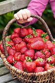 Harvest of strawberries in a basket