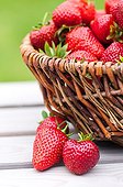 Harvest of strawberries in a basket